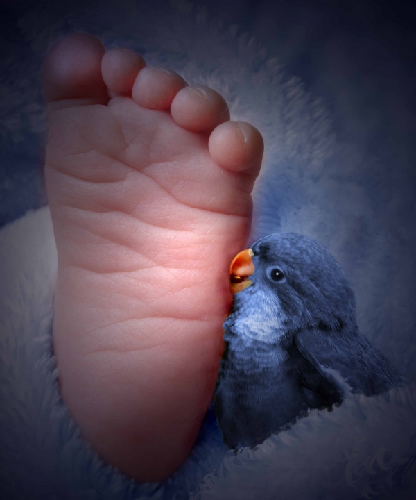 Creation of Are you my Mommie?: Step 7